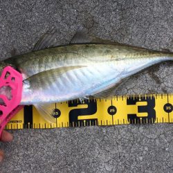 地元フィールド南へ北へ！エギング＆アジング【ケロロ氏連載 vol.9】