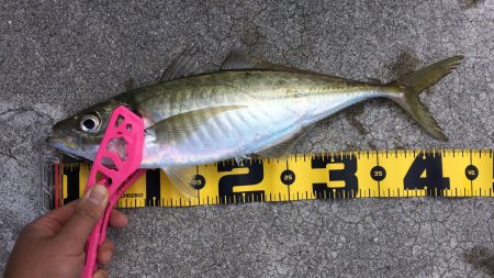 地元フィールド南へ北へ！エギング＆アジング【ケロロ氏連載 vol.9】