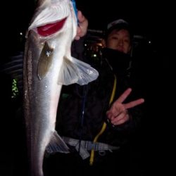 シーマジカル 釣果