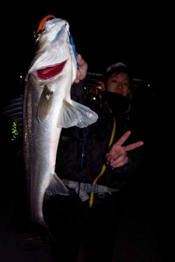 シーマジカル 釣果