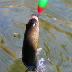 小菅トラウトガーデン 釣果