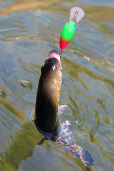 小菅トラウトガーデン 釣果