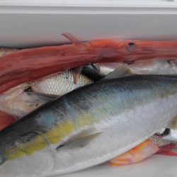 遊漁船 新鋭丸 釣果