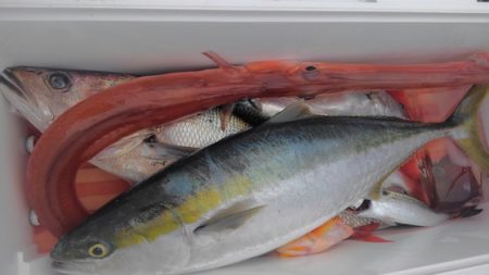 遊漁船 新鋭丸 釣果