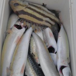 遊漁船 新鋭丸 釣果