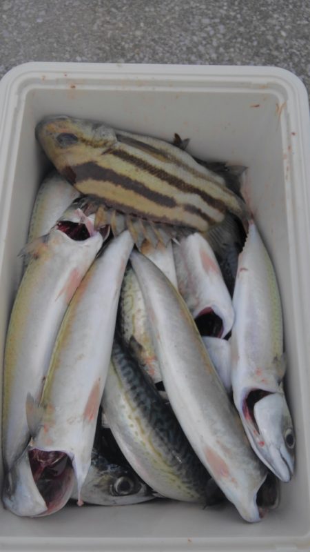 遊漁船 新鋭丸 釣果