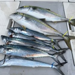 ミタチ丸 釣果