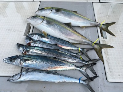 ミタチ丸 釣果