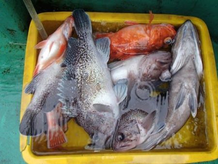 第二むつ漁丸 釣果