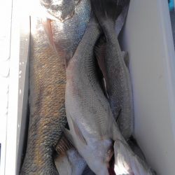 遊漁船 新鋭丸 釣果