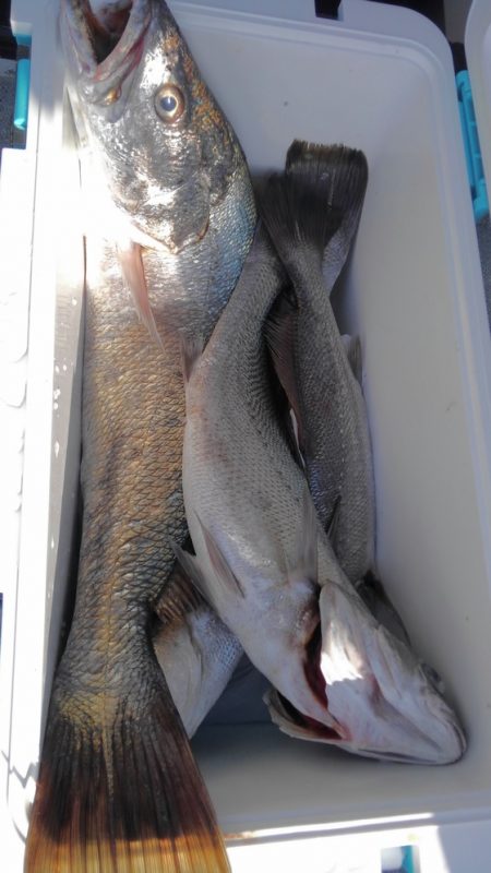 遊漁船 新鋭丸 釣果