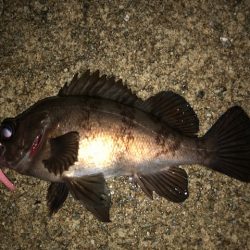 二見メバリング7