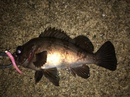 二見メバリング7