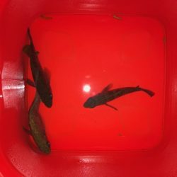 二見メバリング9