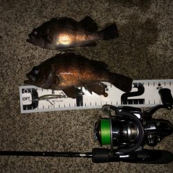 二見メバリング8