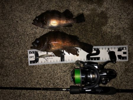 二見メバリング8