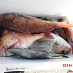 大進丸(新潟) 釣果