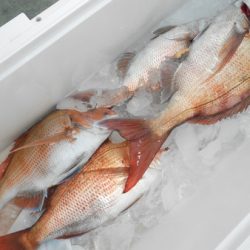 こうゆう丸 釣果