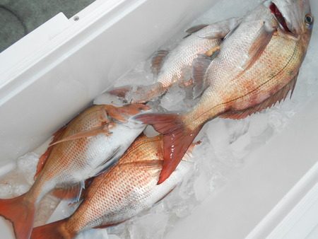 こうゆう丸 釣果