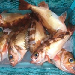 第二むつ漁丸 釣果