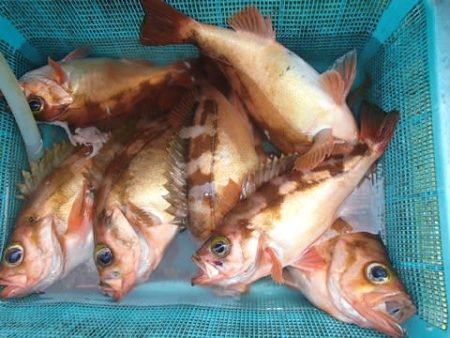 第二むつ漁丸 釣果