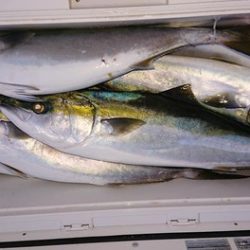 スカイマリン 釣果