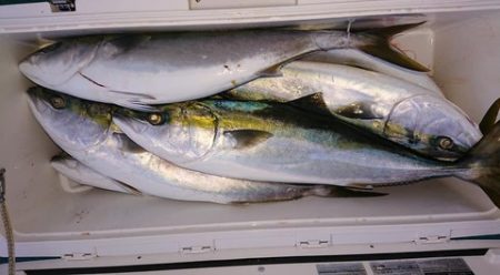 スカイマリン 釣果