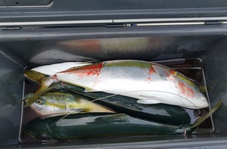 遊漁船　ニライカナイ 釣果