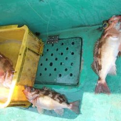 第二むつ漁丸 釣果