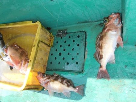 第二むつ漁丸 釣果