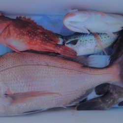 遊漁船 新鋭丸 釣果