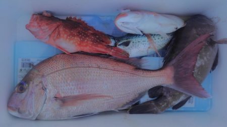 遊漁船 新鋭丸 釣果