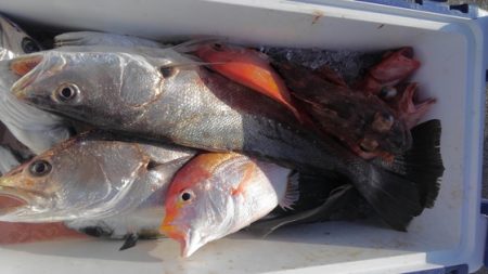 遊漁船 新鋭丸 釣果