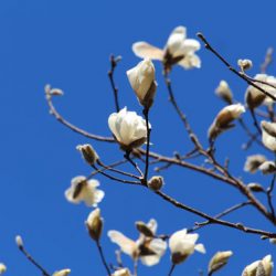 小菅トラウトガーデン 釣果