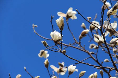 小菅トラウトガーデン 釣果