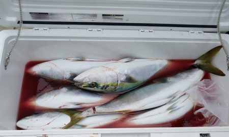 遊漁船　ニライカナイ 釣果