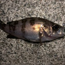 二見メバリング9