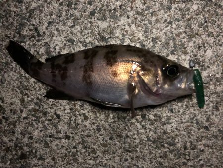 二見メバリング9