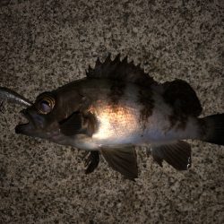 二見メバリング8