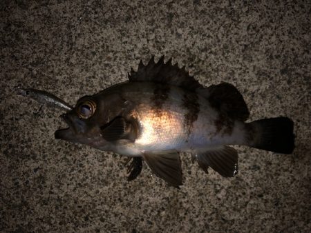 二見メバリング8