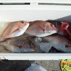 大進丸(新潟) 釣果