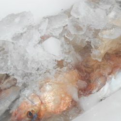 こうゆう丸 釣果