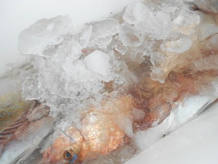 こうゆう丸 釣果