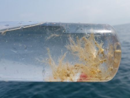 遊漁船 ニライカナイ 釣果