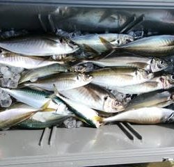 松福丸 釣果