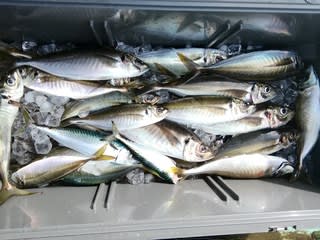 松福丸 釣果