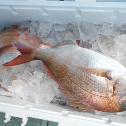 こうゆう丸 釣果