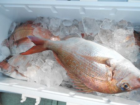 こうゆう丸 釣果