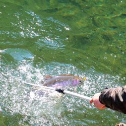 小菅トラウトガーデン 釣果