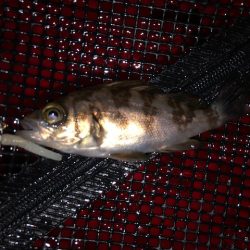 二見メバリング9